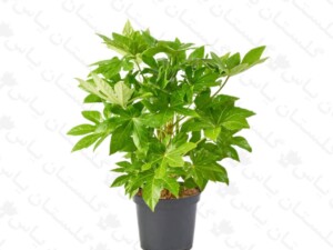 آرالیا سبز
