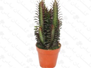 افوربیا تریگونا قرمز