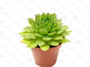سمپریوم