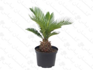 سیکاس