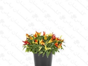 فلفل زینتی