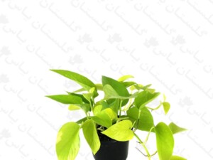 پتوس نئون