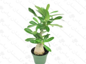 آدنیوم