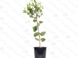 اکالیپتوس