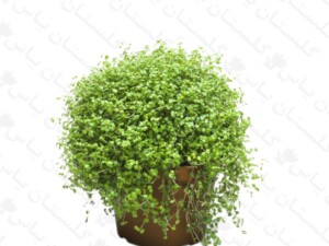 تور عروس