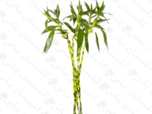 لاکی بامبو تایلندی