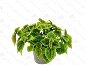 پیله آ حوله ای