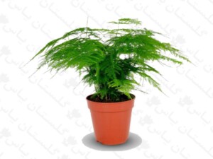 آسپاراگوس گردی