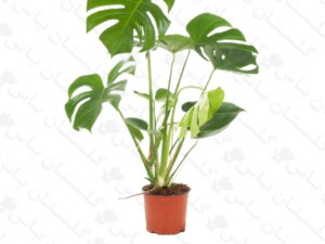 برگ انجیری مونسترا