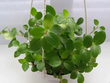 پپرومیا رونده