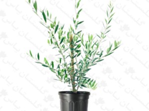 نهال زیتون خوراکی