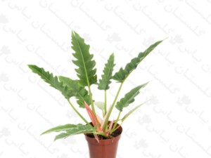فیلودندرون کنگره ای