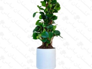 قاشقی سبز چماقی