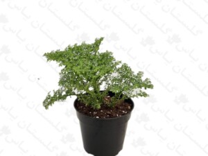 ورنا