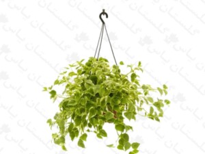 پپرومیا رونده