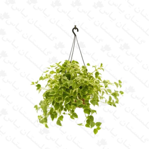 پپرومیا رونده