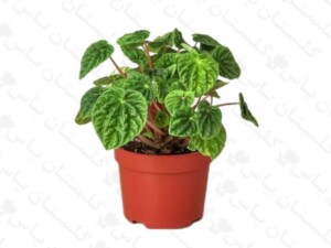 پپرومیا سبز