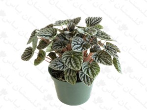 پپرومیا نقره ای