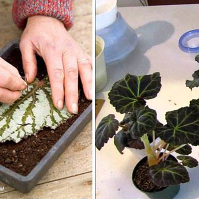 تکثیر بگونیای عروس
