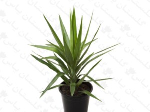 یوکا (زینتی)