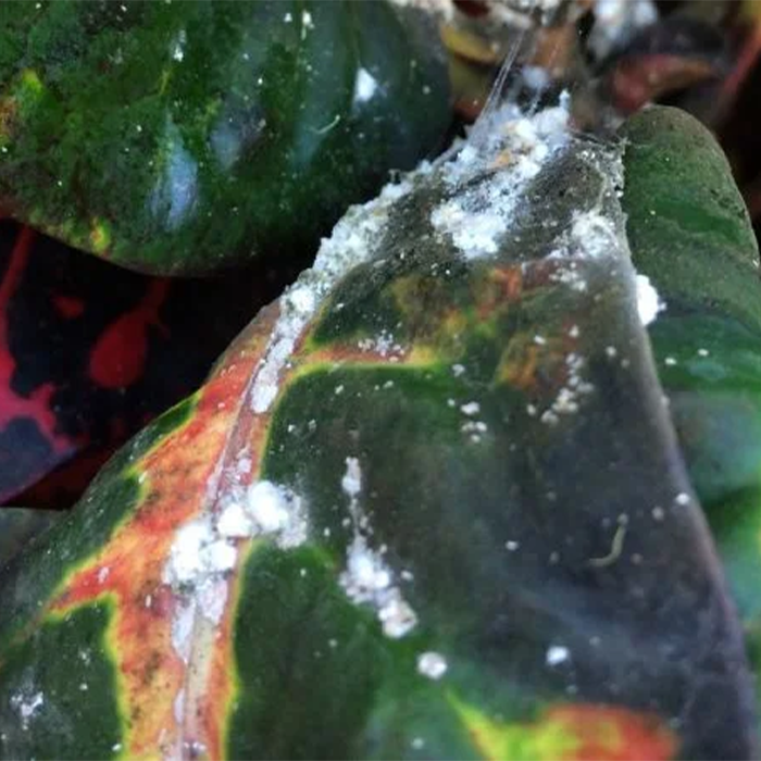 آفات گیاه کروتون پنجه کلاغی