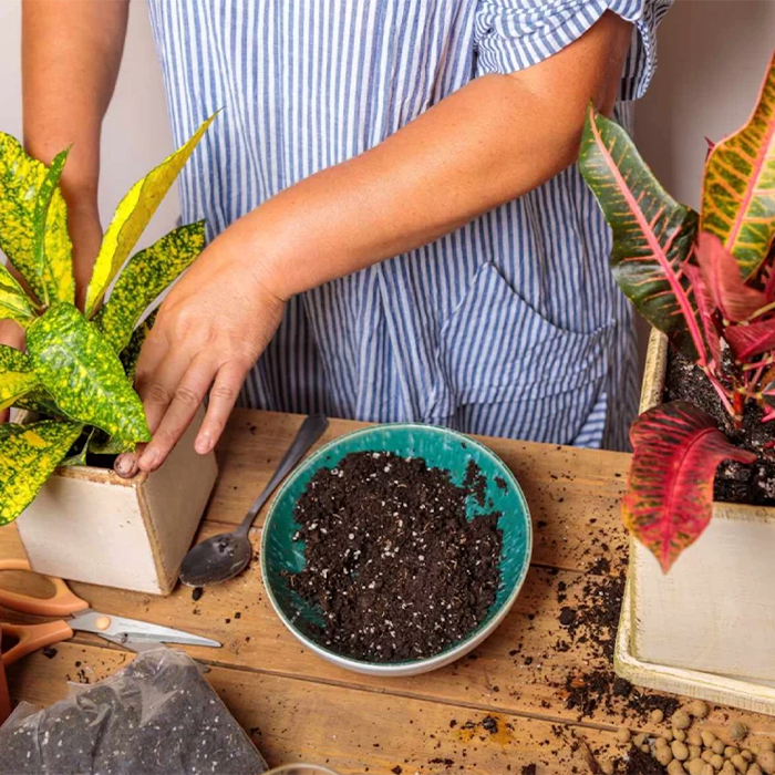 تغویض گلدان گل پنجه کلاغی