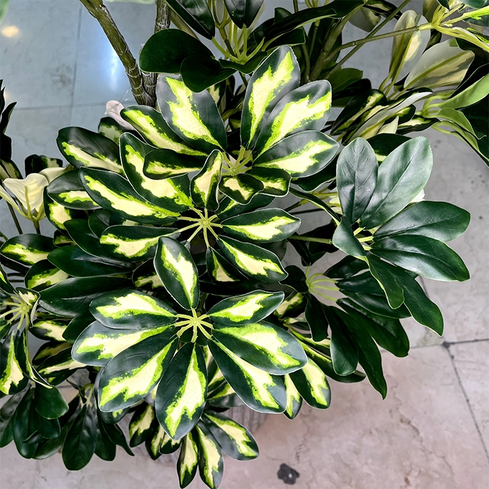 نور مناسب برای شفلرا ابلق