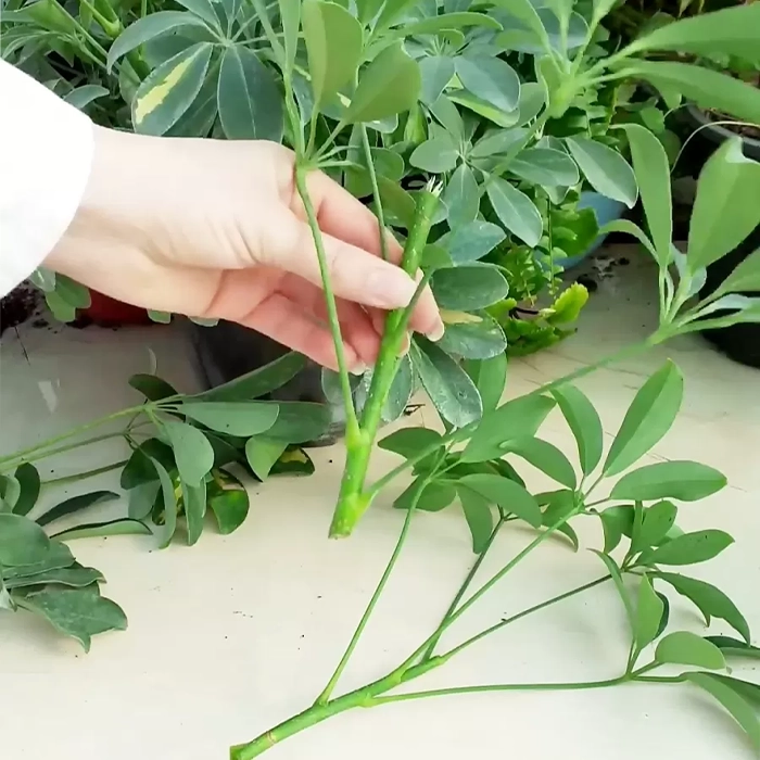 تکثیر گل شفلرا ابلق