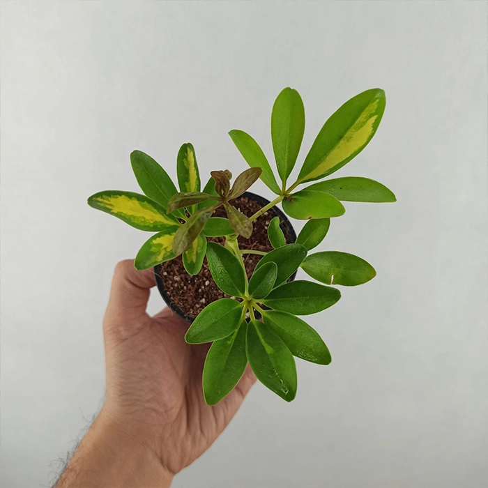 خاک و گلدان مناسب برای شفلرا