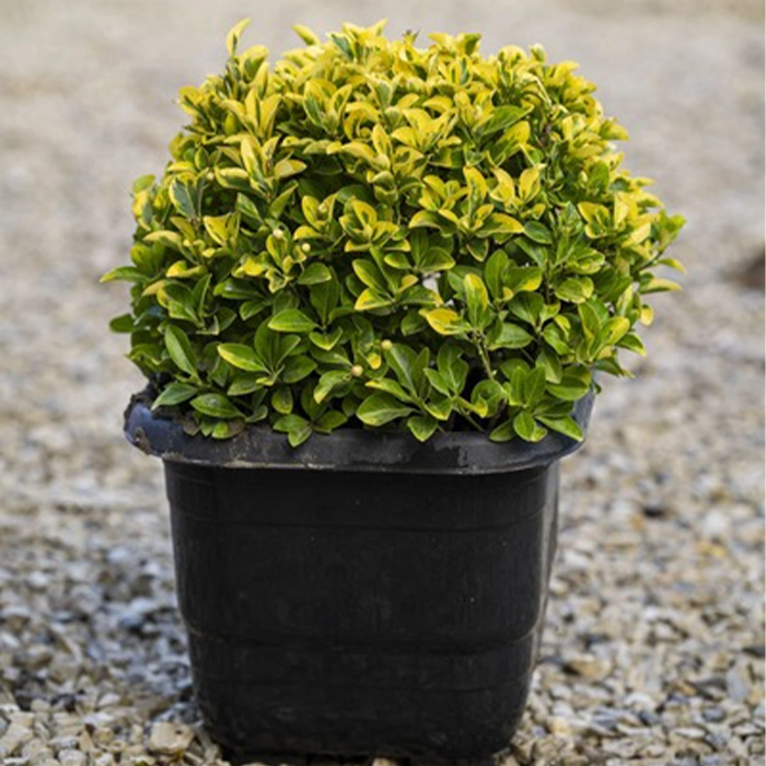 نحوه ی کشت و تکثیر شمشاد طلایی