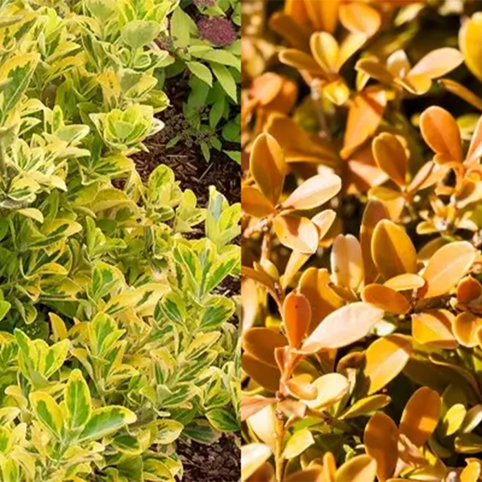 آفت ها وبیماریهای شمشاد طلایی