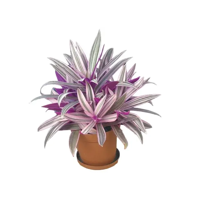 مراقبتهای پس از تکثیر موسی در گهواره