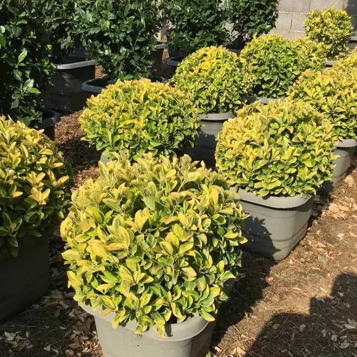 نور مناسب درخت شمشاد طلایی