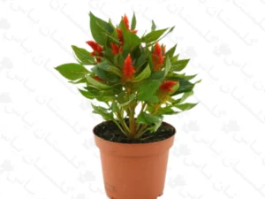 تاج خروسی