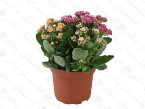 کالانکوئه هلندی