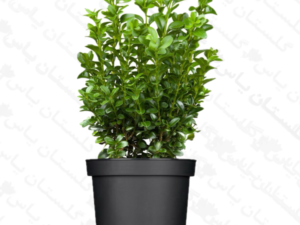 شمشاد نعنایی