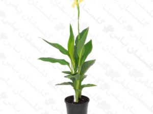 اختر ایرانی