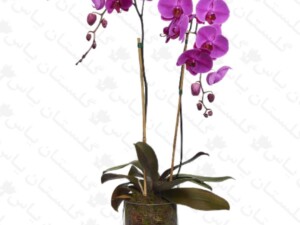 ارکیده زینتی