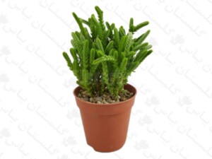 کراسولا بندکفشی
