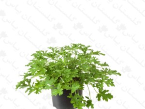 عطر چای