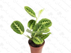 مارانتا سبز