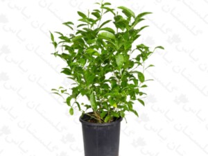 محبوب شب