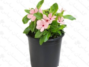 پریوش