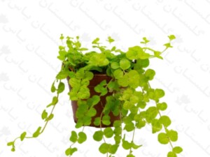 چمن لیزیماکیا