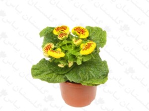 گوشواره ای
