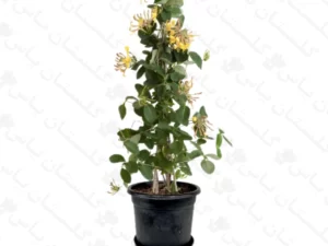 یاس امین الدوله