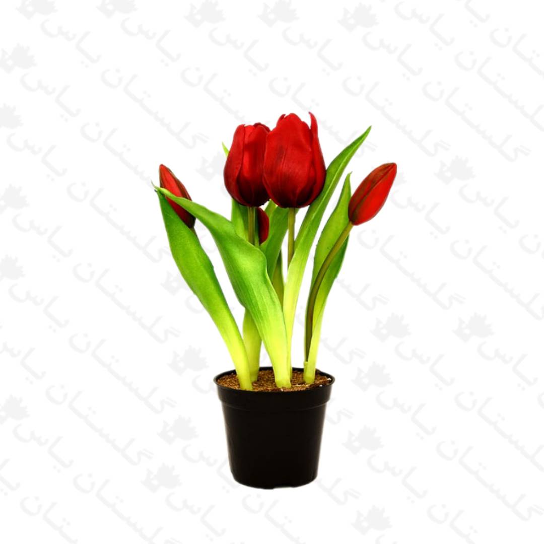 خرید گل لاله - مجتمع تولیدی گل و گیاه گلستان یاس