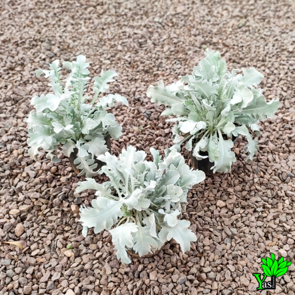 ابری نقره ای
