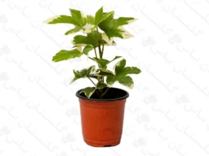 آرالیا ابلق