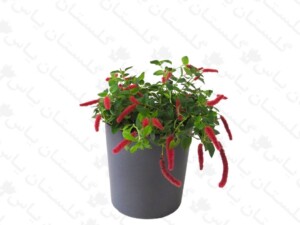 آکالیفا